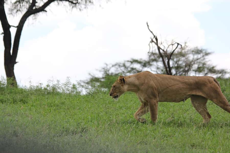 3-day unforgettable memories from Dar-es-Salaam to Mikumi NP - Dar es Salaam to Mikumi: The Road Trip That Actually Works