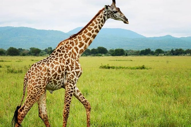 3 Days 2 Nights Adventures At Mikumi National Park - Getting From Dar es Salaam to Mikumi National Park in One Big Morning
