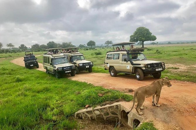3 Days 2 Nights Adventures At Mikumi National Park - Park Entry, Meals, and Lodging: The Value Math at $666.67
