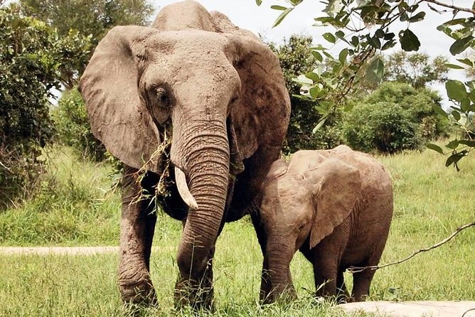 3 Days 2 Nights Adventures At Mikumi National Park - Wildlife Scouting: How to Get More From Each Game Drive
