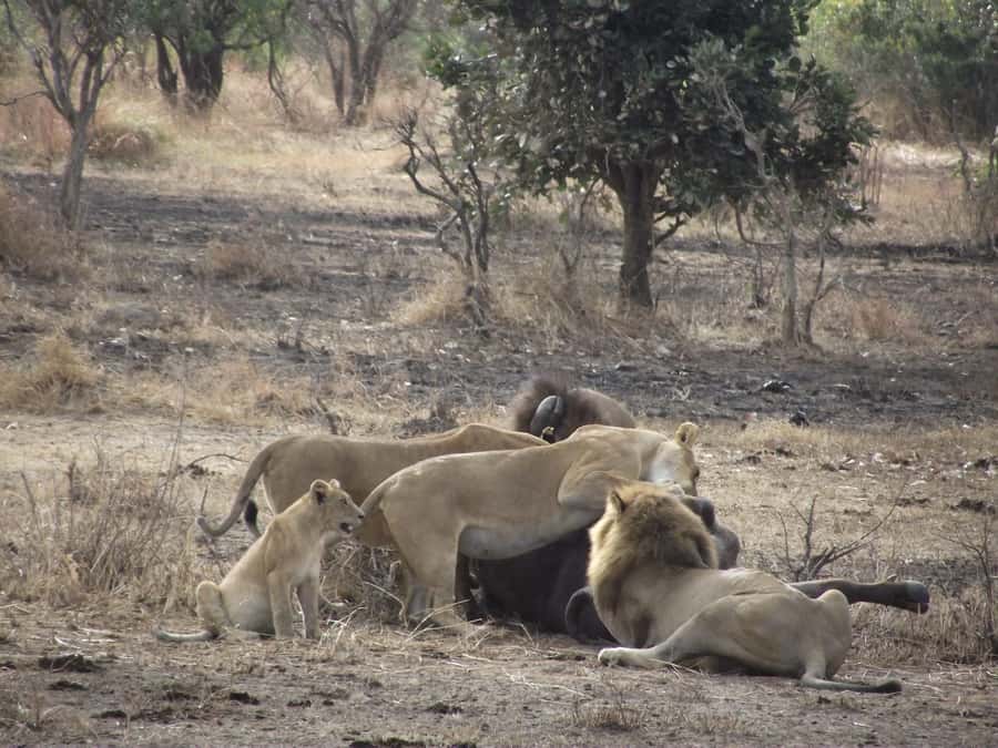 3 Days 2 Nights Amazing Masai Tour & Mikumi National Park - Mikumi and the Masai mix, why this 3 day rhythm works