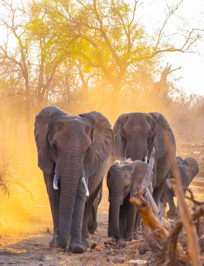 3 Days 2 Nights Amazing Masai Tour & Mikumi National Park - Day 3: Return to Dar es Salaam, quick wildlife wrap-up