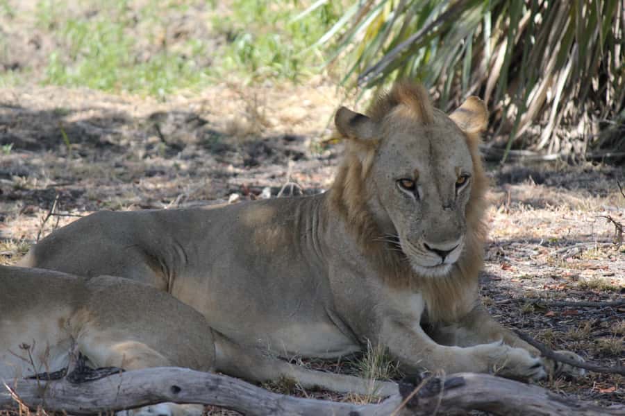 3 Days 2 Nights Amazing Masai Tour & Mikumi National Park - Should you book this tour?