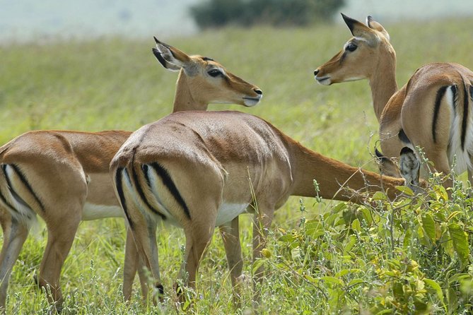3 Days 2 Nights Group Joining Serengeti and Ngorogoro Safari - Key Points to Know Before You Go