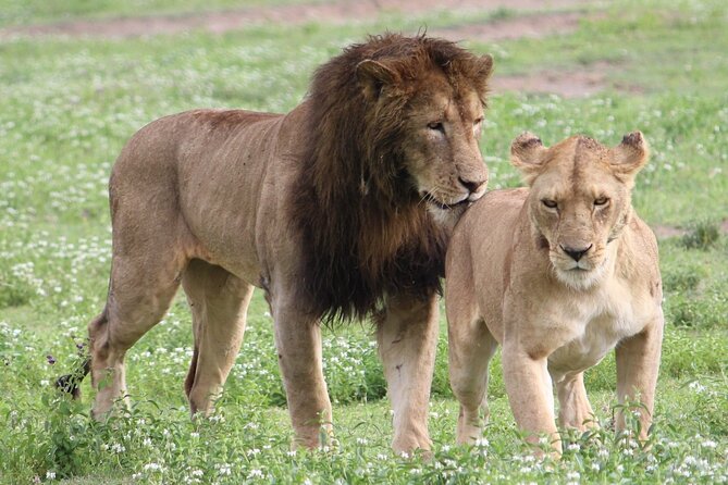 3 Days 2 Nights Group Joining Serengeti and Ngorogoro Safari - Serengeti First, Crater Last: The Big Wildlife Rhythm