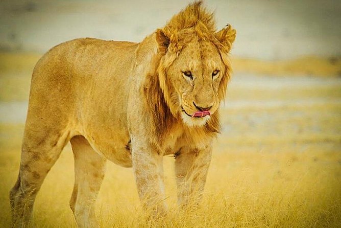 3 Days 2 Nights Group Joining Serengeti and Ngorogoro Safari - Day 2 Sunrise Game Drive, Then Another Round Back Through Conservation Area