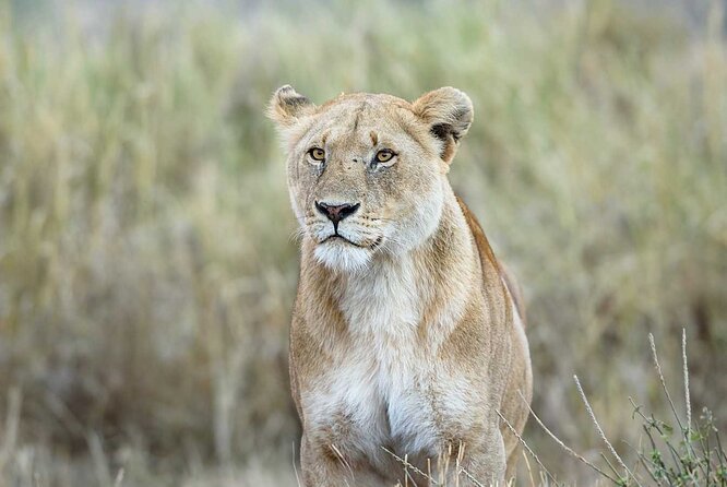 3 Days 2 Nights Group Joining Serengeti and Ngorogoro Safari - Day 3 Ngorongoro Crater Game Drive and Return to Arusha