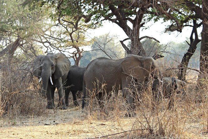 3 Days 2 Nights Group Joining Serengeti and Ngorogoro Safari - Best Time, Best Fit: Who Will Love This and Who Might Not