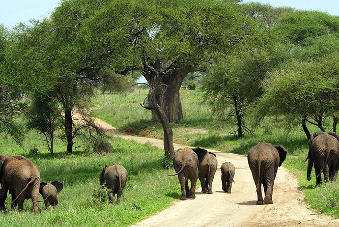 3 Days 2 Nights Group Joining Serengeti and Ngorogoro Safari - Day 1 Arusha to Serengeti, With a Karatu Breakfast Break