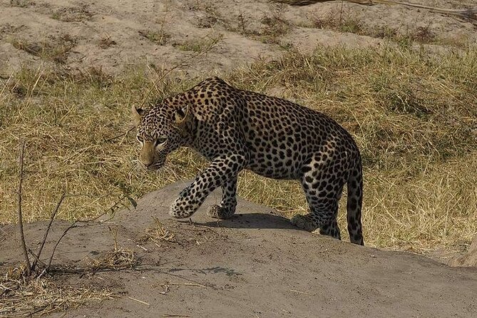 3 Days 2 Nights Mikumi National Park from Dar es salaam road trip - Should you book this 3-day Mikumi safari from Dar es Salaam?