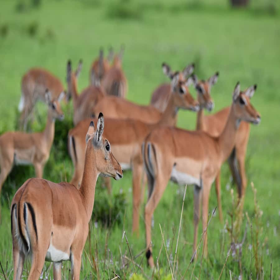 3 Days / 2 Nights Mikumi Safari by SGR Train from Zanzibar - Why Mikumi Works So Well for a Quick Safari