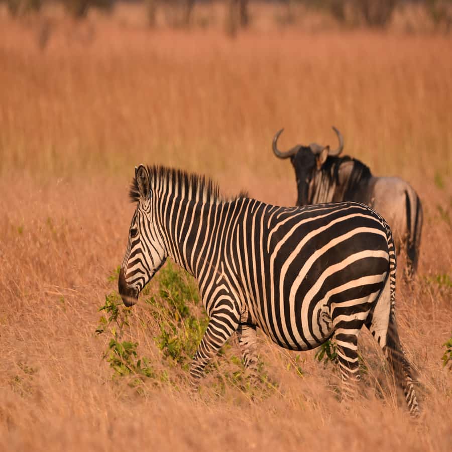 3 Days / 2 Nights Mikumi Safari by SGR Train from Zanzibar - Day 1 Arrival: Masai Boma First, Then Camp Reset