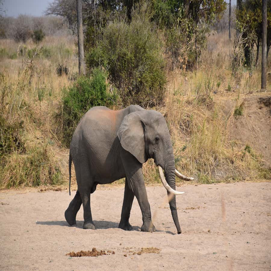 3 Days / 2 Nights Mikumi Safari by SGR Train from Zanzibar - Day 2 Full Day Game Drive: How Mikumi’s Plains Help