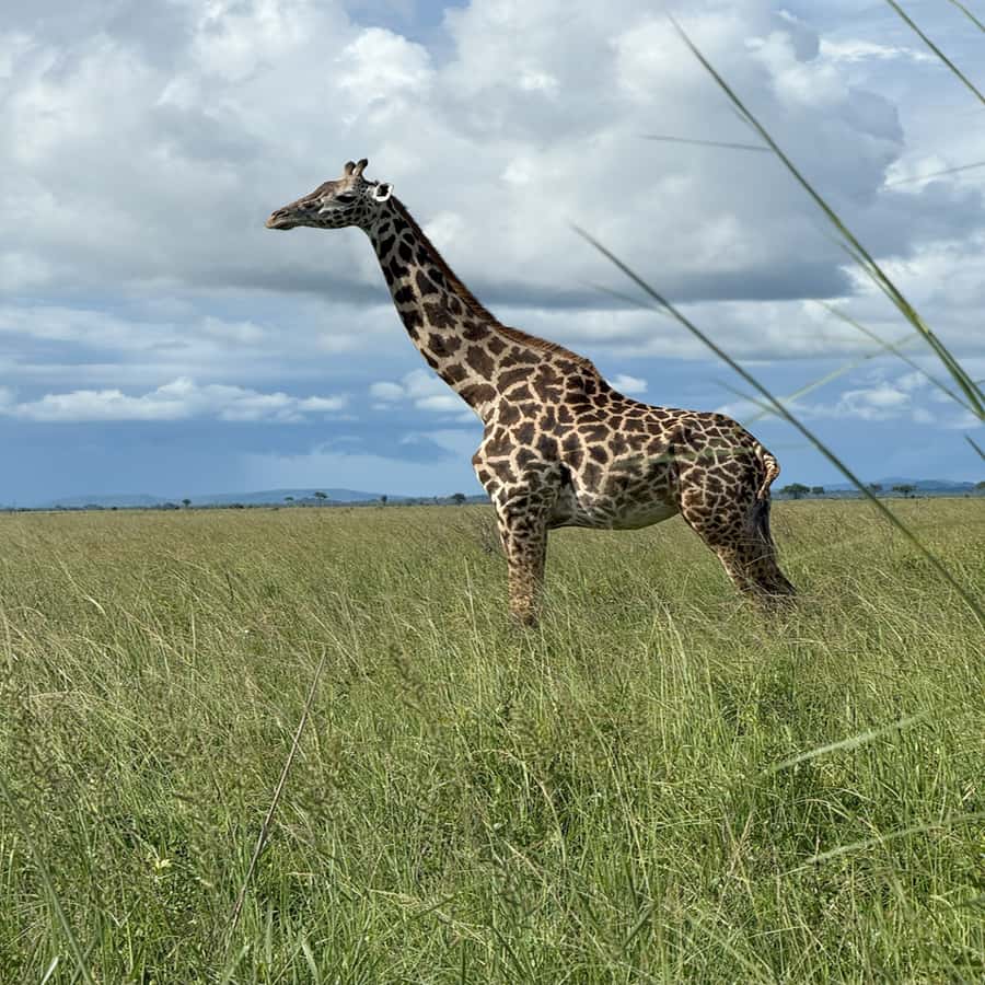 3 Days / 2 Nights Mikumi Safari by SGR Train from Zanzibar - Camp Lilac or Camp Bastian: What “Comfortable Near the Park” Means