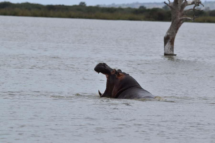 3 Days / 2 Nights Mikumi Safari by SGR Train from Zanzibar - Price and Value: What $700 Really Buys