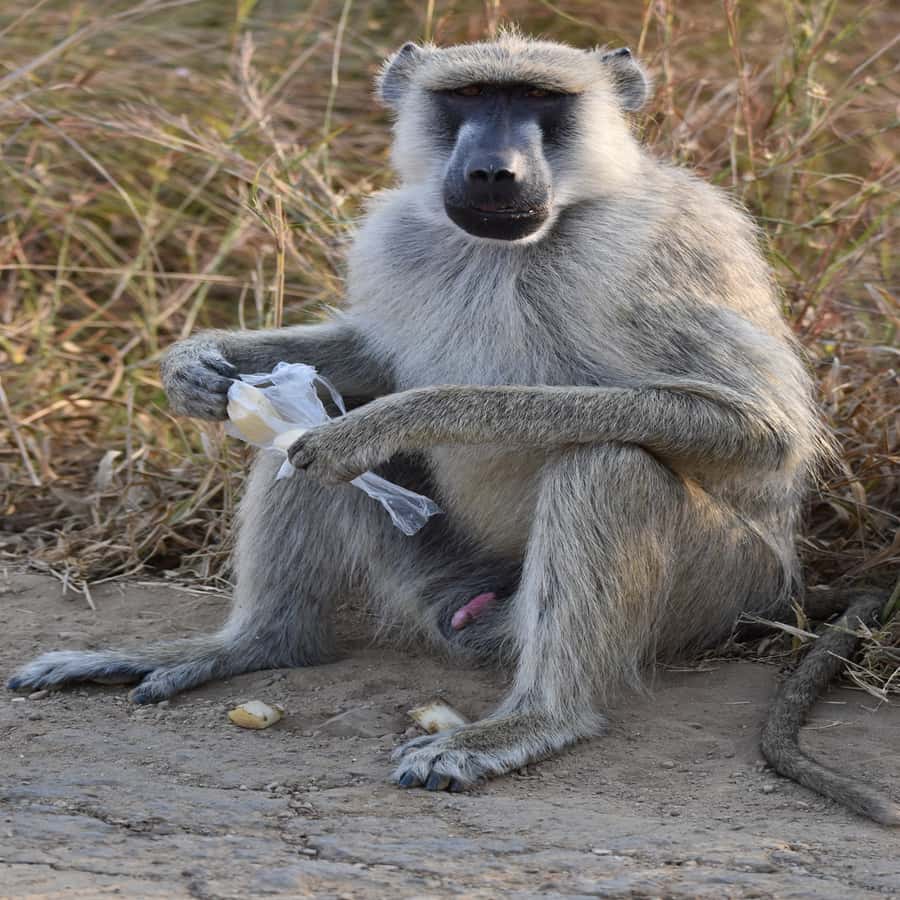 3 Days / 2 Nights Mikumi Safari by SGR Train from Zanzibar - Guides, Safety, and the Details That Make Days Feel Easy