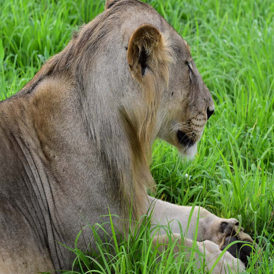 3 Days / 2 Nights Mikumi Safari by SGR Train from Zanzibar - The Ferry and SGR Train Route From Zanzibar to Morogoro