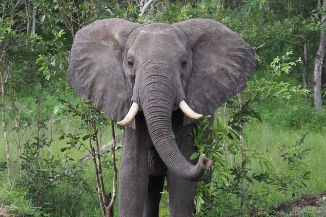 3 Days 2 Nights Private Safari Tour in Mikumi - Why Mikumi Works When Your Schedule Is Tight