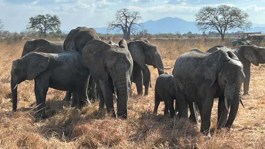 3 DAYS, 2 NIGHTS SAFARI FROM ZANZIBAR TO MIKUMI BY FERRY. - Your guide is the difference-maker here