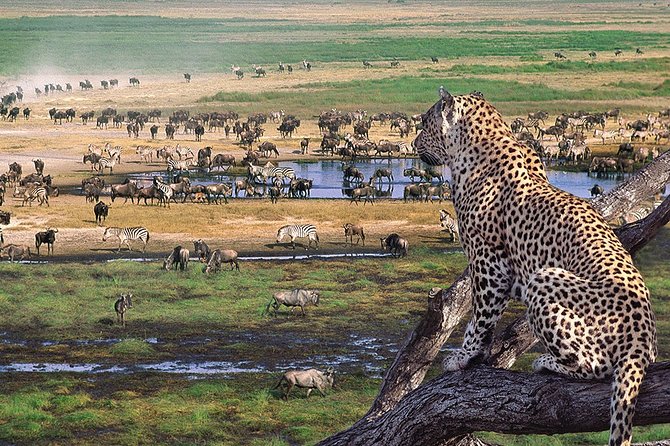 3 Days 2 Nights Serengeti, Ngorongoro & Tarangire Wildlife Lodge Safari - Key things to know before you go