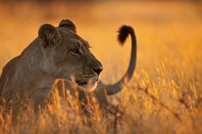3 Days 2 Nights Serengeti, Ngorongoro & Tarangire Wildlife Lodge Safari - Day 3: Tarangire National Park game drives, birds, and different animals