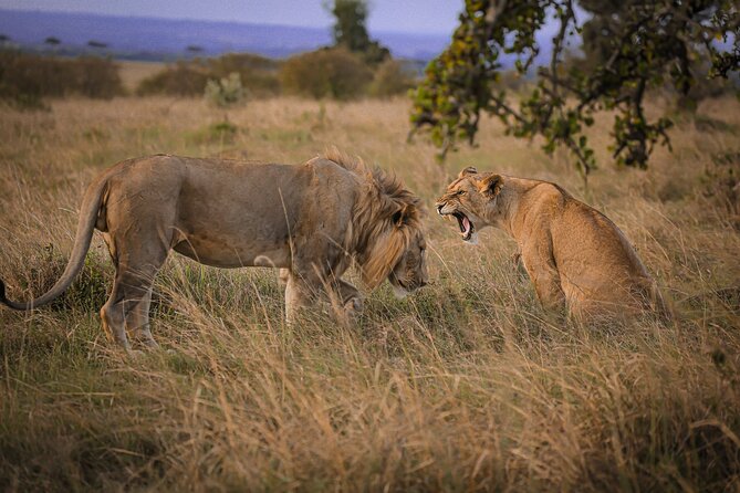 3-Days 2-nights Tanzania Private Budget Camping Safari - A smart way to do Tanzania wildlife on a budget camping plan