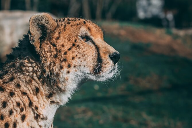 3-Days 2-nights Tanzania Private Budget Camping Safari - Serengeti game drive time: seeing the big names in real conditions