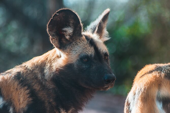 3-Days 2-nights Tanzania Private Budget Camping Safari - Camping in the Serengeti: dinner, sleep, and the reality of budget comfort