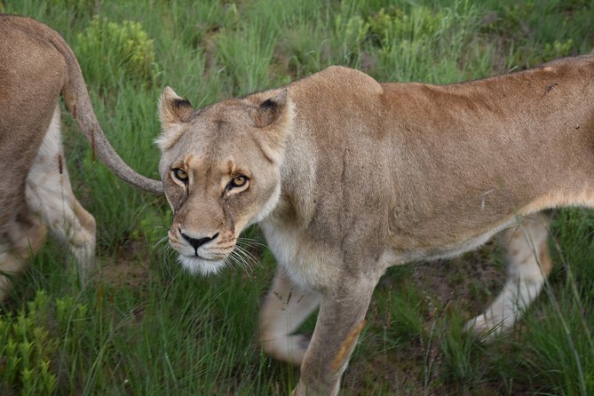 3-Days 2-nights Tanzania Private Budget Camping Safari - Price and value: is $1,626 per person actually reasonable?