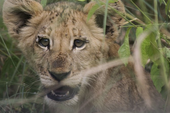 3-Days 2-nights Tanzania Private Budget Camping Safari - Who this safari suits best, and who might want a different style
