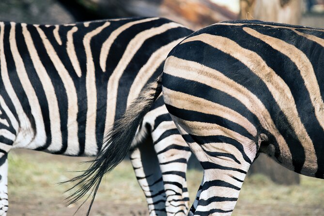 3-Days 2-nights Tanzania Private Budget Camping Safari - Communication and organization: what good operators get right