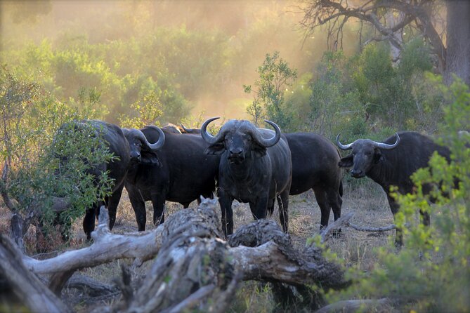 3-Days 2-nights Tanzania Private Budget Camping Safari - Arusha meeting point and the 8:00 am start
