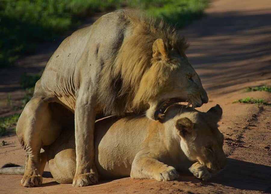3-days adventure from Dar-es-Salaam to Mikumi National Park - Key highlights worth planning around