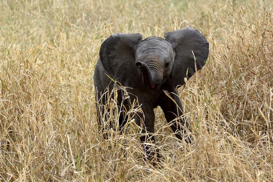 3-days adventure from Dar-es-Salaam to Mikumi National Park - Day 2: The full-day Mikumi game drive in an open 4x4 safari jeep