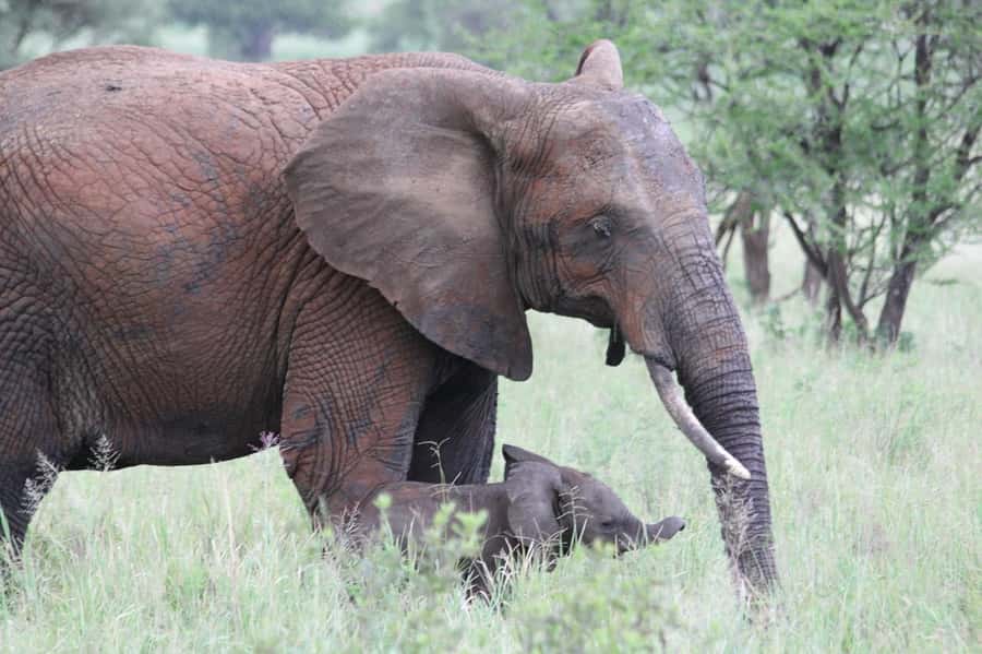 3-days adventure from Dar-es-Salaam to Mikumi National Park - Who this safari fits best, and who might want a different plan