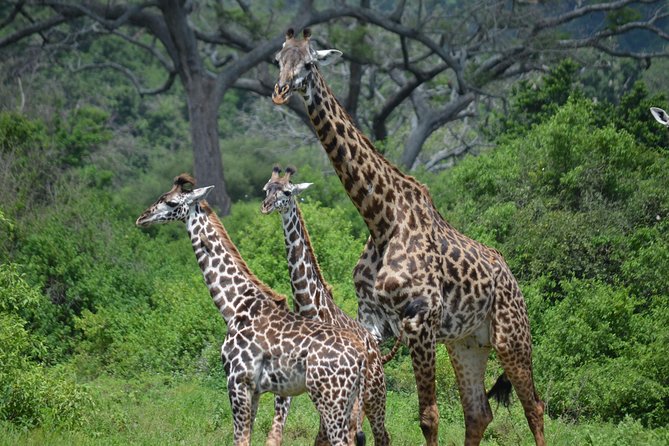 3 Days All Inclusive Zanzibar to Tarangire Ngorongoro - Key Highlights You’ll Care About