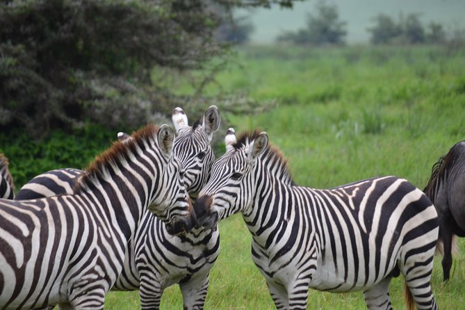 3 Days All Inclusive Zanzibar to Tarangire Ngorongoro - From Zanzibar to Safari in 3 Days, Without the Endless Transit