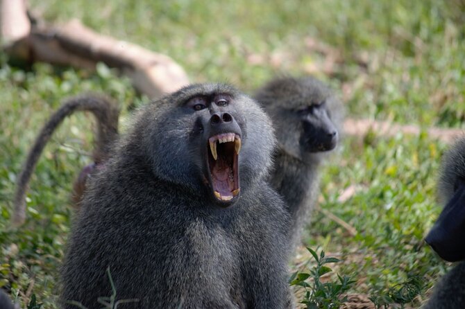 3 Days All Inclusive Zanzibar to Tarangire Ngorongoro - How the Guides and Coordination Shape the Experience