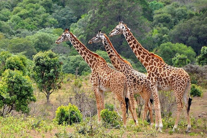 3 Days All Inclusive Zanzibar to Tarangire Ngorongoro - Lake Manyara, Birds, Hot Springs, and the Chance of Tree-Climbing Lions