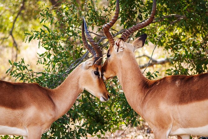 3 Days Amzing Safari in Tarangire and Nngorongoro - Pop-Up Vehicles and Roof Up Viewing: What Comfortable Wildlife Spotting Really Means