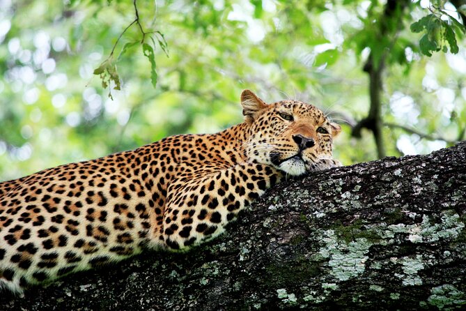 3 Days Amzing Safari in Tarangire and Nngorongoro - Food, Accommodation, and the Value of Having It All Included