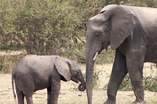 3 Days Amzing Safari in Tarangire and Nngorongoro - Chasing the Big Five in Two Parks: Realistic Odds, Smart Expectations