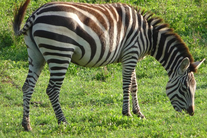3 Days Amzing Safari in Tarangire and Nngorongoro - Who This Safari Fits Best (And Who Might Want a Different Plan)
