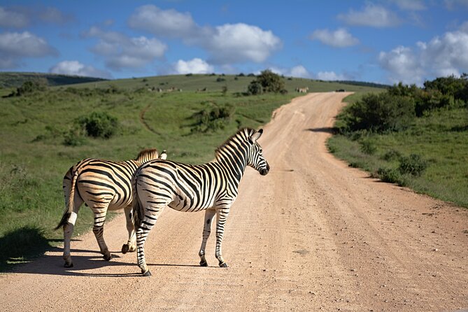 3 Days Amzing Safari in Tarangire and Nngorongoro - Practical Tips Before You Go (So the Day Feels Easier)