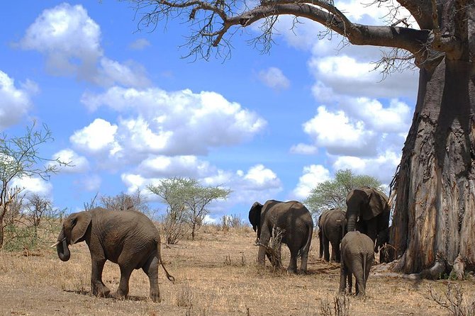 3 Days Amzing Safari in Tarangire and Nngorongoro - Ngorongoro Crater: The Loduare Gate Descent and Why It Feels Like a Different Planet