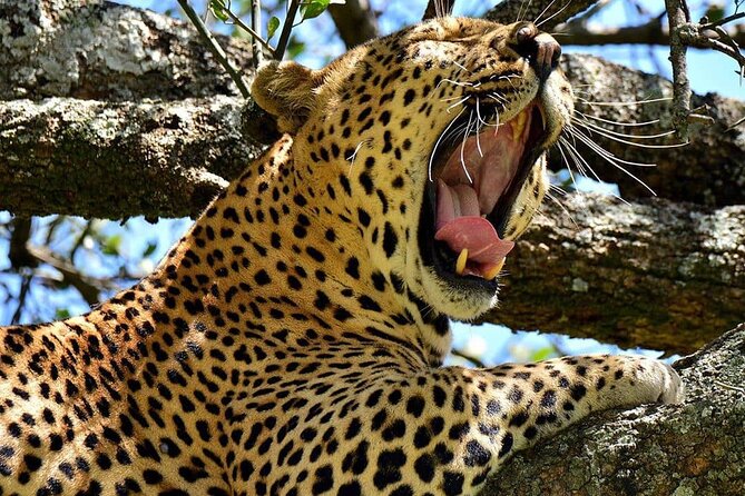 3 Days Big 5 Tour and Culture in Tanzania - FAQ