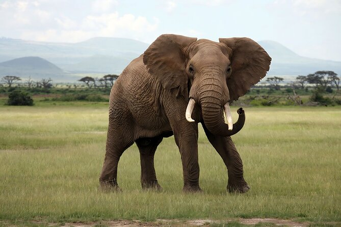 3 Days Big Five Unforgetable Lodging Tanzania Safari - Lodging and camp life: what your nights might feel like