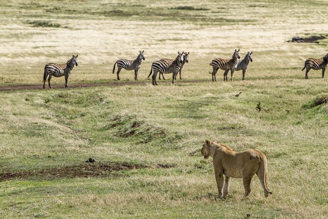 3 Days Big Five Unforgetable Lodging Tanzania Safari - Should you book this 3-day Big Five safari loop?