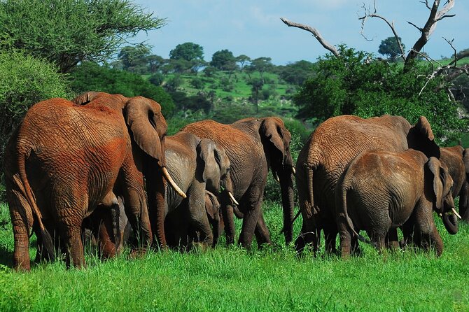 3 Days Big Five Unforgetable Lodging Tanzania Safari - Ngorongoro Crater Day: big sightings, early start, and a later return