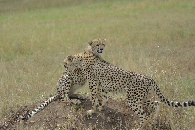 3-Days Budget Lodge Safari - Tarangire, Ngorongoro & Lake Manyara - 3 Days, Three Parks: How the Pace Works